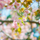 八重桜２