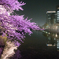 福岡城(舞鶴公園) お堀の桜