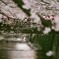 目黒川