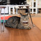 初の猫カフェ