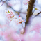 弘法山古墳の桜