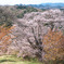 峠の山桜01