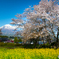 狩宿の下馬桜