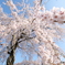 桜シャワー