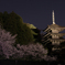 夜桜