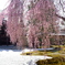 高台寺 垂れ桜