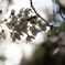 新宿御苑　桜