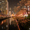 大岡川夜桜探訪 #2