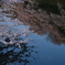 水面に咲く