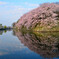 水鏡桜
