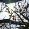 偕楽園　逆光桜