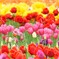 花舞台