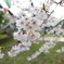 夕空、桜