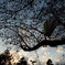 夕空、桜