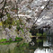八幡堀の桜