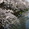 八幡堀の桜