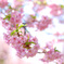 河津桜