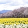 桜吹雪