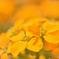 Wall Flower