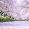 桜道