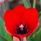 花の奥は別世界(チューリップ)