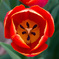 花の奥は別世界(チューリップ)