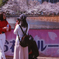 私の桜見　花見のルール　
