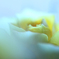 ☆Compassion♪