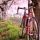 桜と自転車