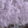 枝垂桜