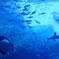 Beautiful Ocean