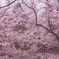 高遠城址公園