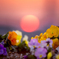 Sunset Flower