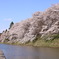 満開の桜