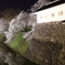 お城と桜