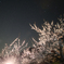 星夜の梅園