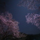 月下の桜−1