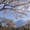 桜三昧⑫