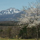 雪残る山と桜