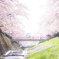 憩いの桜