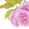 八重桜
