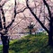 桜3CD952DC-2690-420D-BC7E-2551FF52AC69