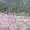 桜峠