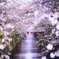 in Cherry Blossom