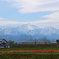 立山連峰とチューリップの間を走る