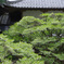 大龍寺のどうだんつつじ②
