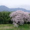 お気に入りの桜