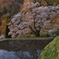 駒つなぎの桜