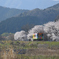樽見鉄道の春２