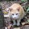 おにゃん